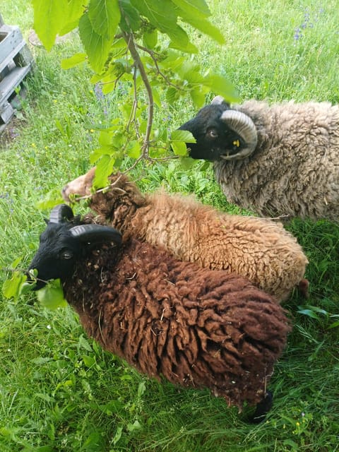 A Day in a Biodynamic Farm for the Family - Experience Highlights