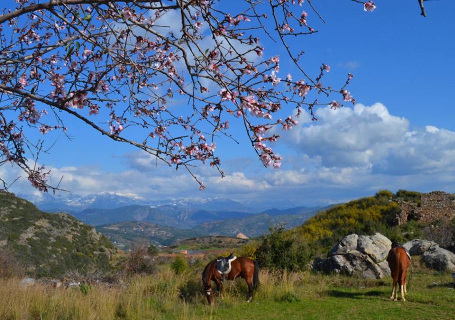 Alanya: Horse Riding Adventure - Whats Included