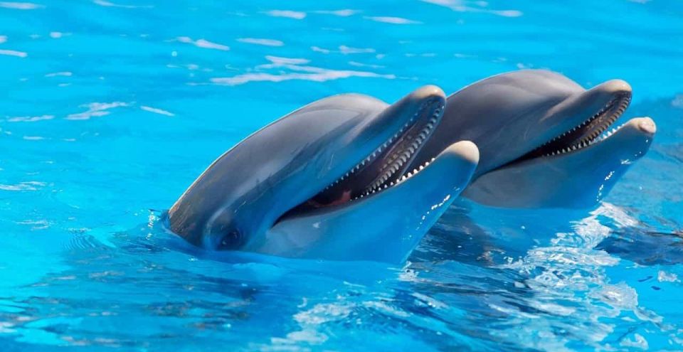 Alanya: Sealanya Dolphinpark Dolphin Show Tour - Experience and Show Details