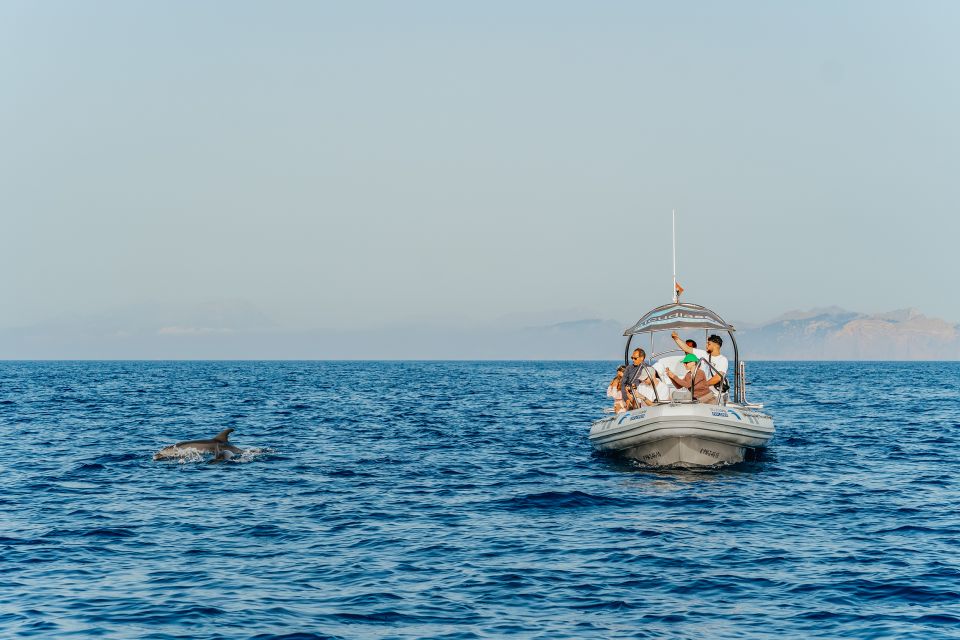 Alcudia/Can Picafort: Dolphin-Watching Cruise in Small Group - Highlights of the Experience