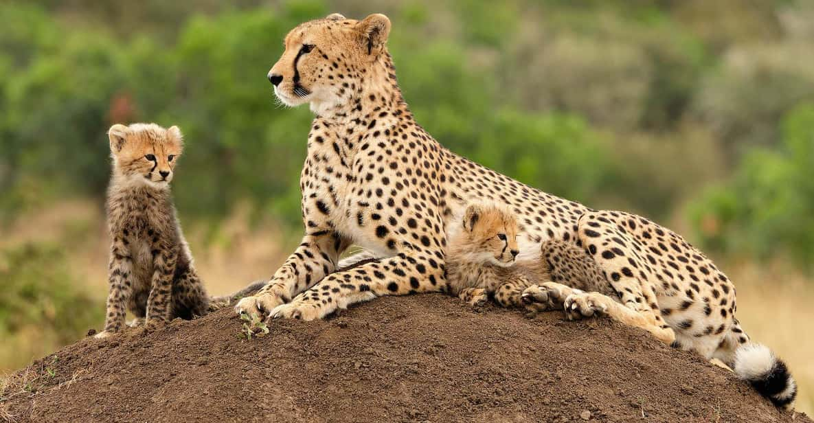 All-inclusive Big 5 Aquila Safari Game Drive Experience - Itinerary and Transportation