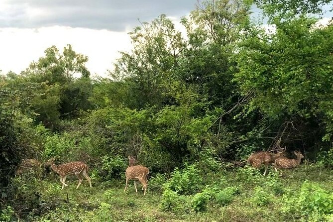 All Inclusive Safari at Udawalawa National Park - Safari Experience Details