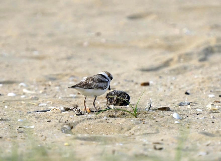 All Inclusive Wildlife Observation & Birdwatching Adventure - Expert Guidance and Unique Experiences