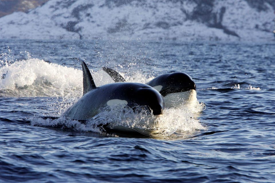 Alta Fjord: Private Whale Watching Tour - Wildlife Experience