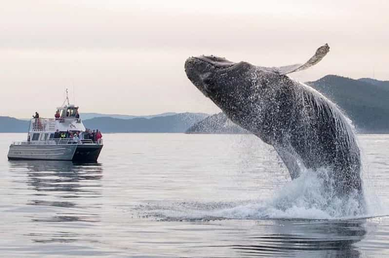 Anacortes: Whale and Orca Boat Tour Near Seattle - Experience and Highlights