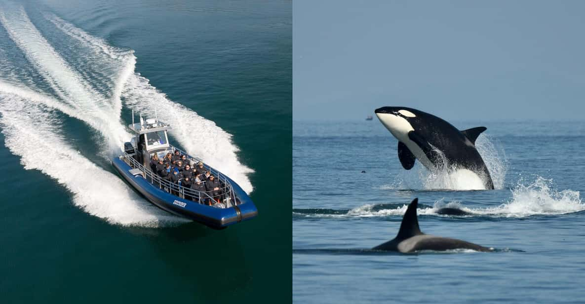 Anacortes: Whale Watching Adventure Tour - Experience Highlights