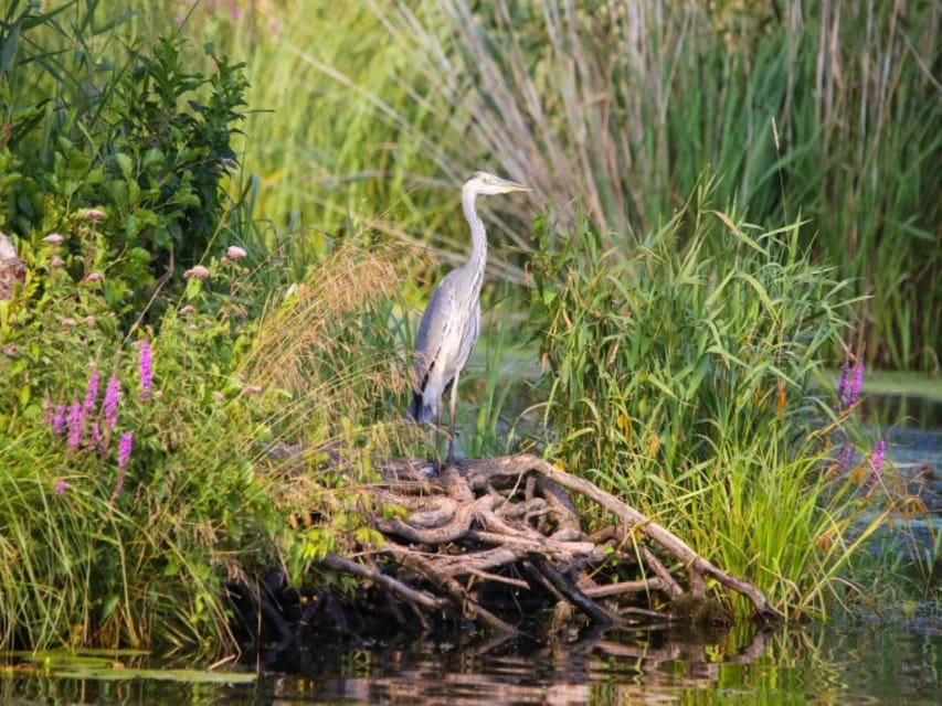 Anklam: Evening Wildlife Boat Tour With Naturalist Guide - Wildlife Highlights