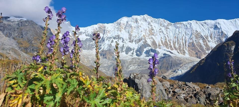 Annapurna Base Camp : 7-Day Moderate Round Trek. - Detailed Trek Itinerary