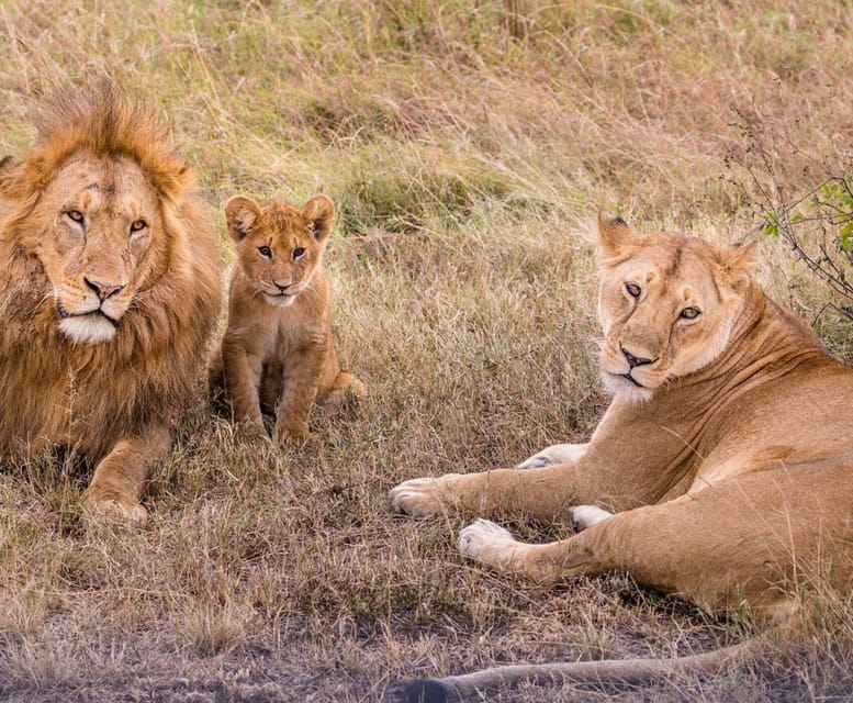 Antalya: Lion Safari Experience With Transfer - Transportation Details