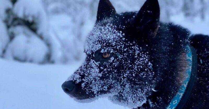 Arctic Wolf Extreme - Private Tour - Educational Component