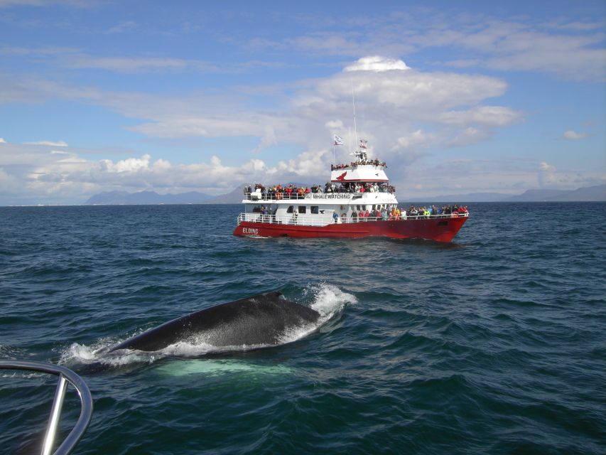 ATV & Whale Watching - Itinerary and Experience