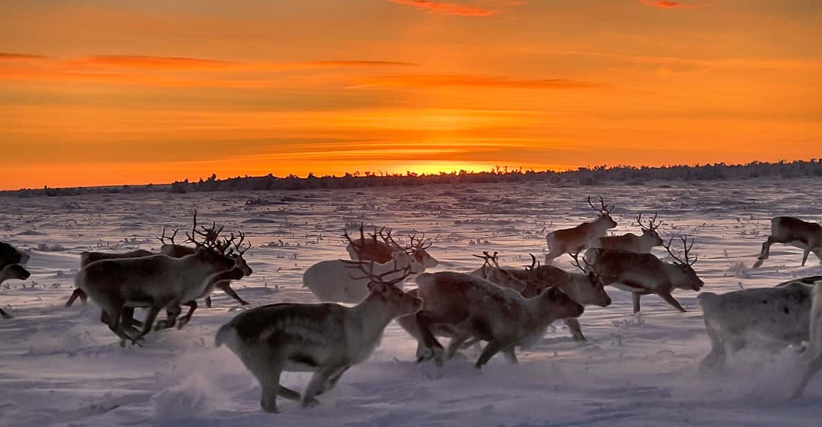 Authentic Sami Reindeer Herding Adventure in Arctic Norway - Itinerary and Daily Activities