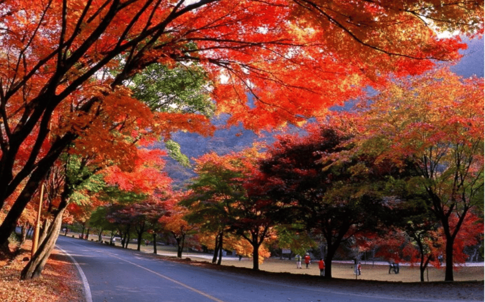 Autumn - Naejangsan National Park Maple Leaves Day Tour - Itinerary Details