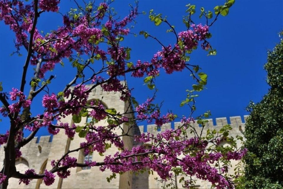 Avignon: Around The Palace Tour - Price and Duration