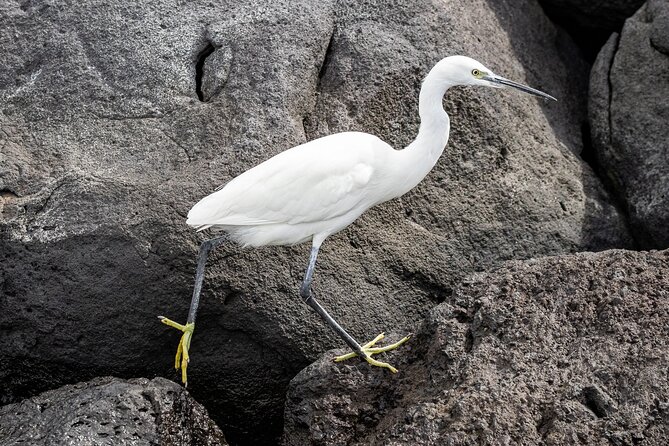 Azores Marine Birdwatching Expedition - Birding and Wildlife Observation