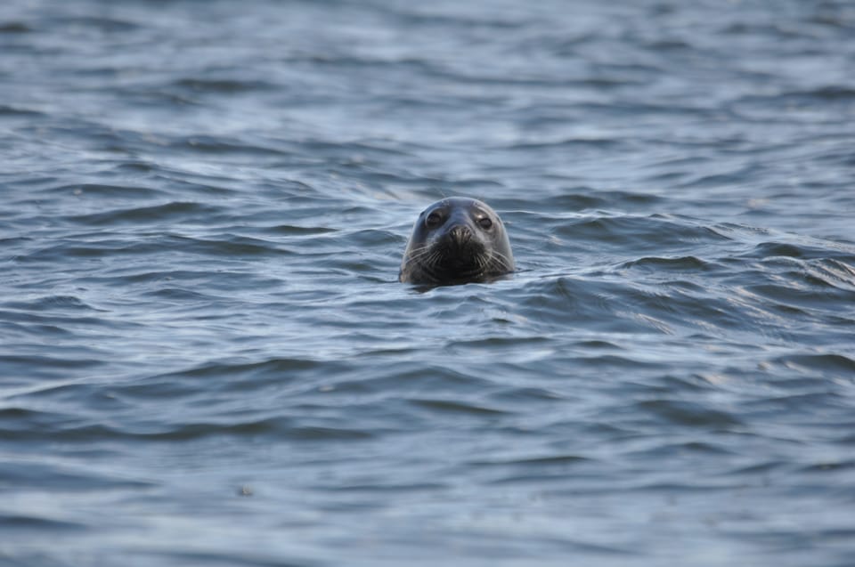 Baabe on Rügen: Seal-Spotting Cruise in the Baltic - Experience Highlights