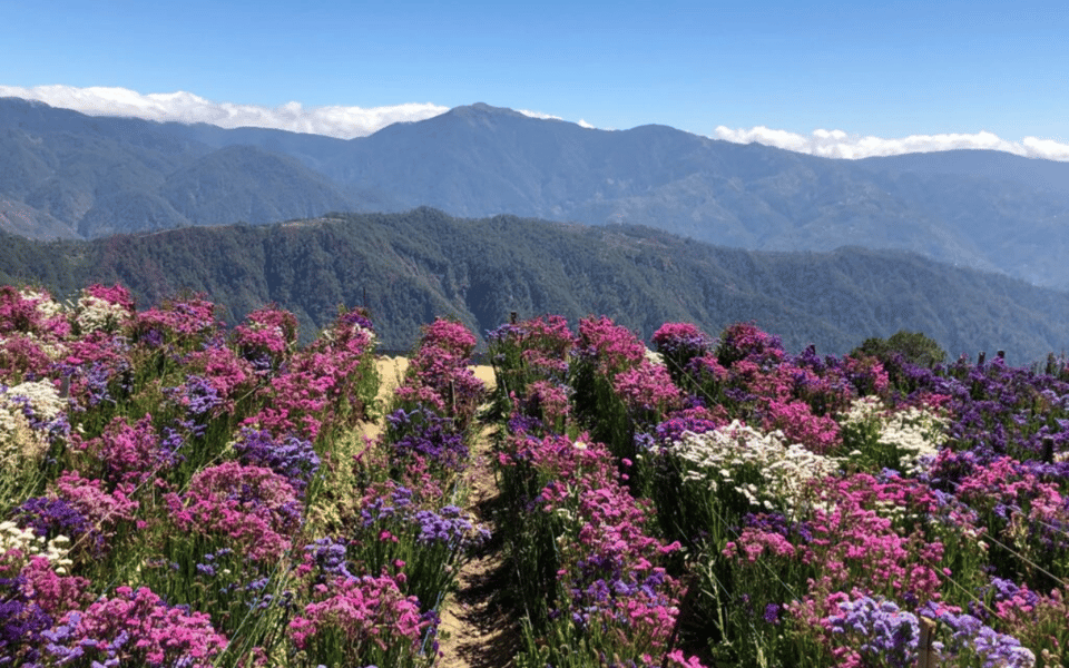 Baguio Atok Flower Blossoms (Private Tour) - Itinerary