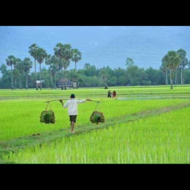 Bamboo Train Rice Field Killing Cave Bat Cave &Sun Set - Itinerary and Inclusions