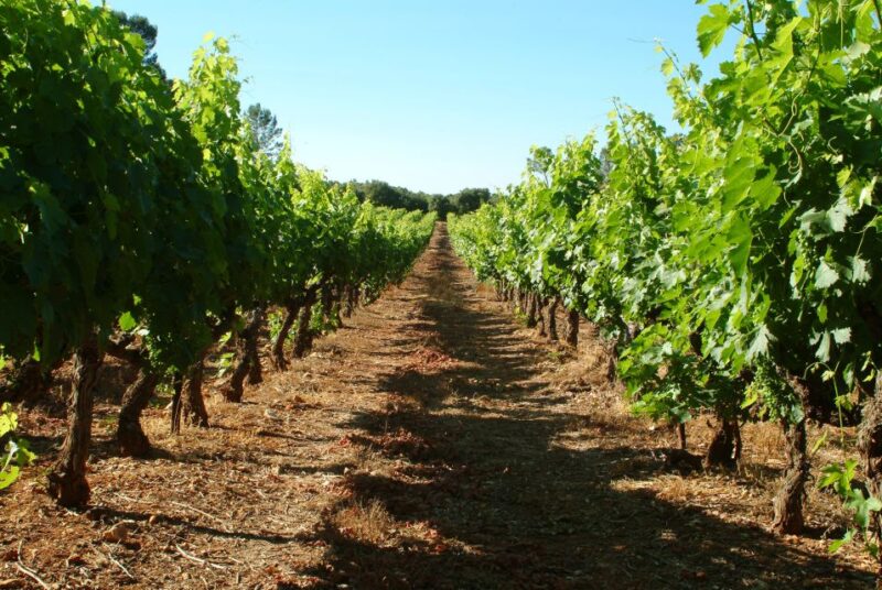 Bandol and Cassis: Full Day Wine Tour From Marseille - Experience Highlights