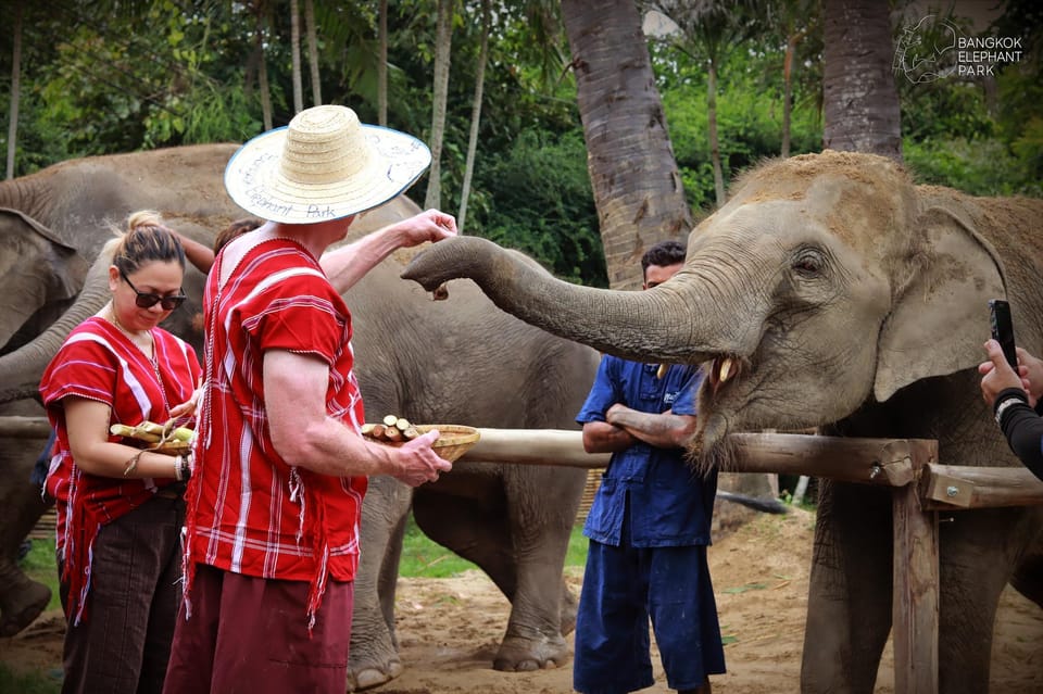 Bangkok Elephant Park: Half-Day Elephant Care - Itinerary