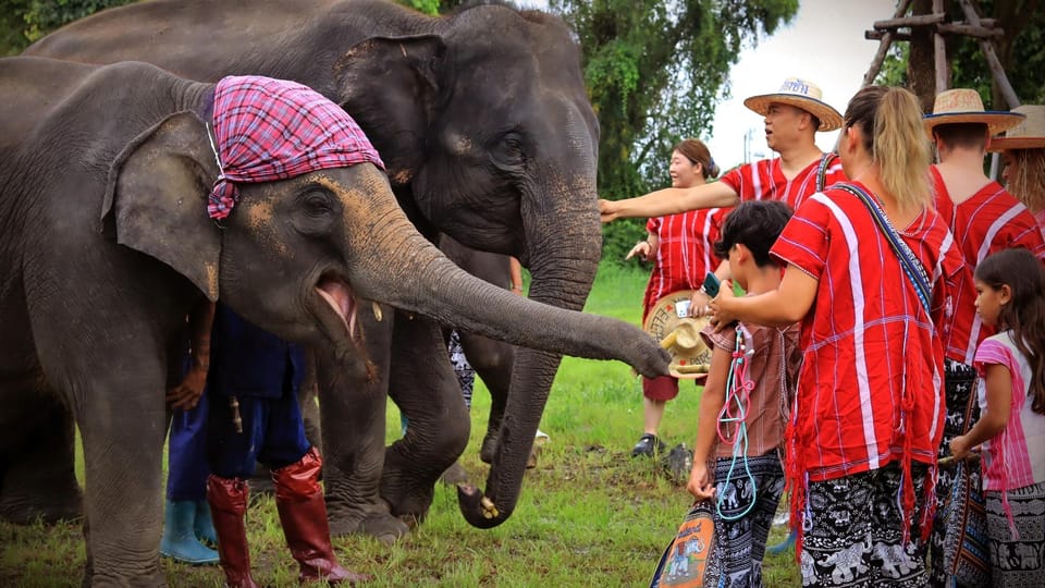 Bangkok Elephant Park: HD Elephant Experience (No Transfers) - Experience Highlights