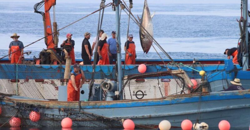 Barbate: Boat Tour to the Almadraba of Conil (Tuna Fishing) - Pricing and Inclusions