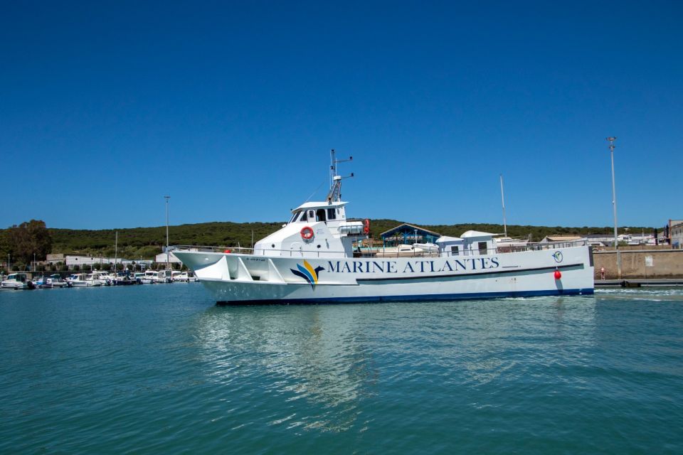 Barbate: Dolphin and Whale Watching in Cape Trafalgar - Whale and Dolphin Sightings