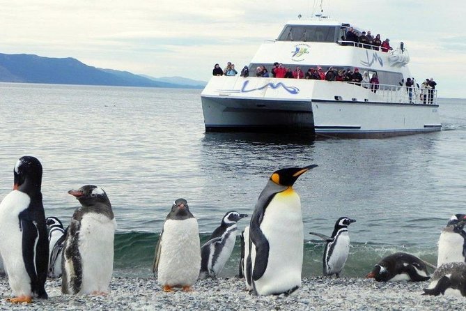 Beagle Channel Navigation Penguin Colony - Isla De Los Pájaros