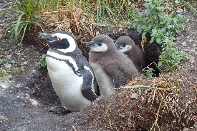 Beagle Channel Navigation Penguin Colony - Wildlife Observations