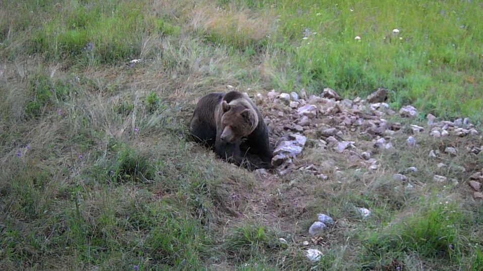 Bear Watching Slovenia With Ranger and Local Guide - Detailed Itinerary