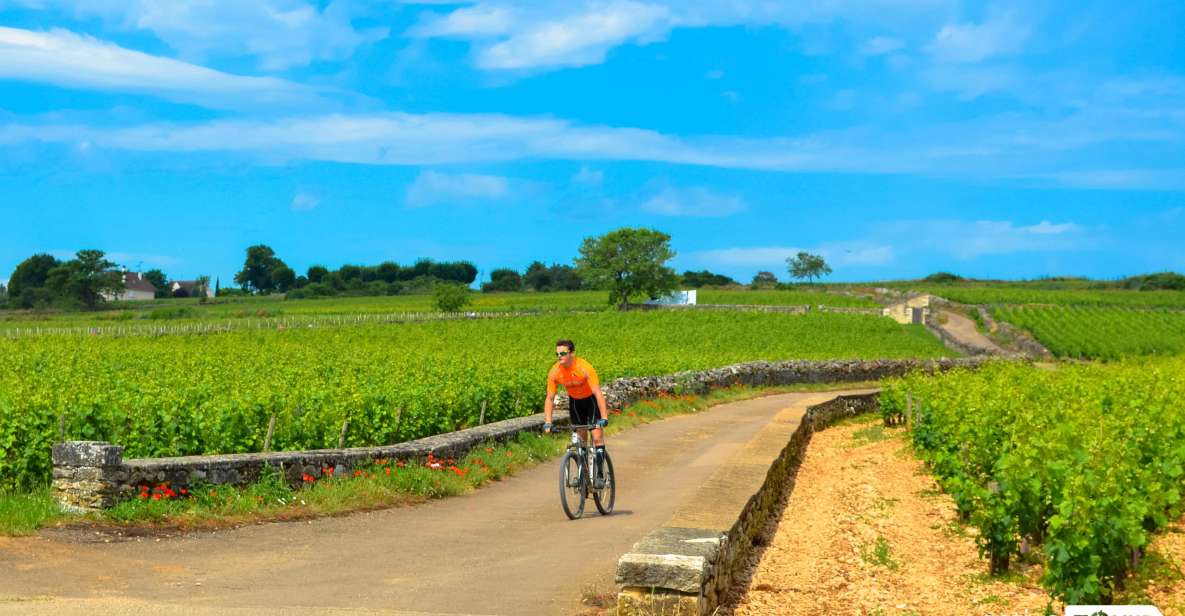 Beaune: Winery Tour by Bike With Wine Tasting - Pricing and Inclusions