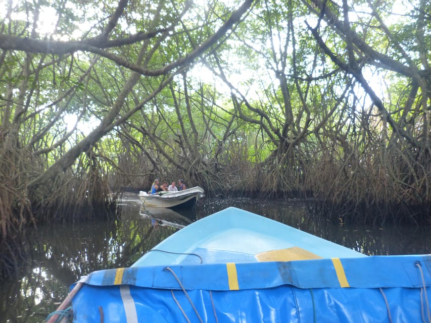 Bentota River Safari, Crocodiles, Monkeys, Mangrove & More - Booking and Reservation