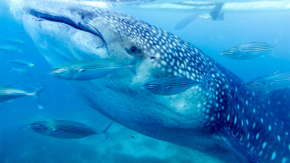 Bicol Philippines: Donsol Sorsogon Whale Shark Interaction - Choosing the Right Tour Provider