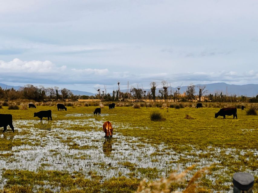 Bike Ride in the Aiguamolls De L'empordà - Booking Information