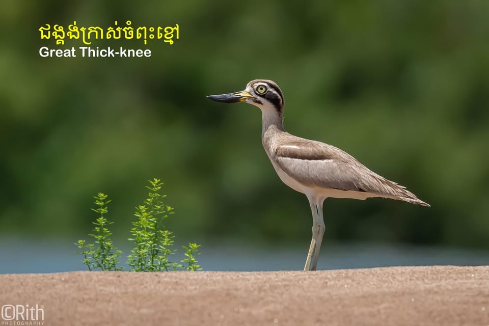 Bird Watching at Prek Toal Tonlé Sap Lake Biosphere Reserve - Experience Highlights