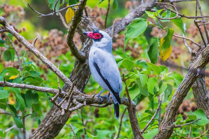 Bird Watching Near the Arenal Volcano - Tour Details