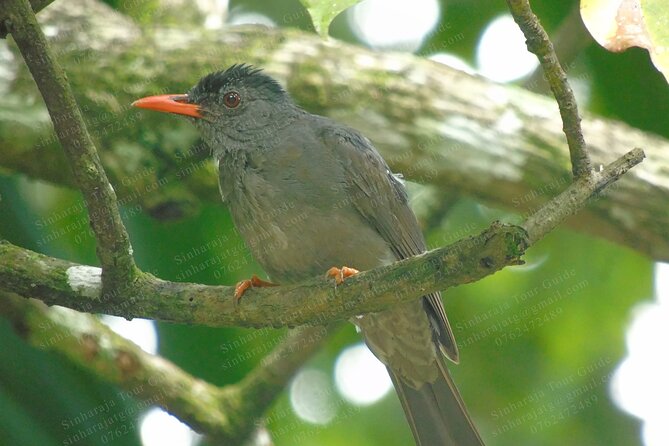 Bird Watching Tours in Sinharaja Rain Forest - Bird Species to Spot