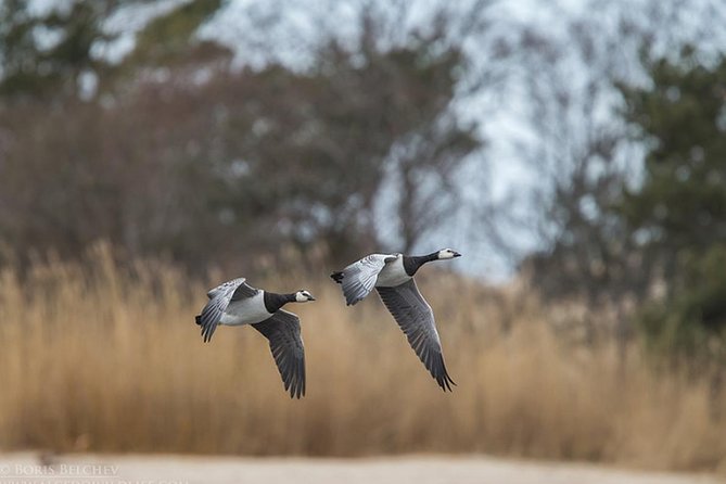 BIRDWATCH - Premium Guided Canoe Tour at Cape Vente, Nemunas Delta Regional Park - Itinerary and Experience