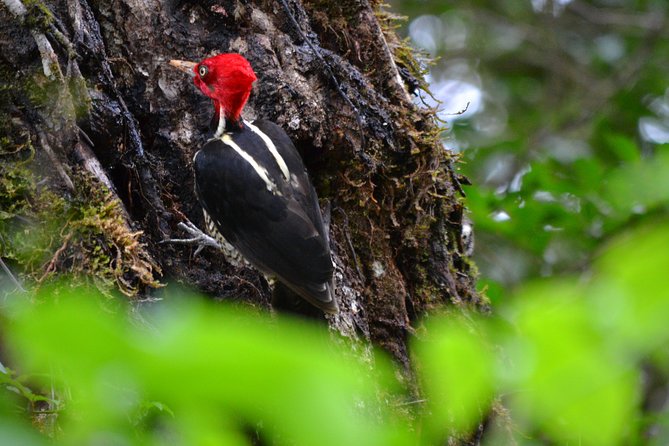 Birdwatching Curi Cancha Reserve With Transport (Entrance Fees NOT Included) - Pricing and Availability