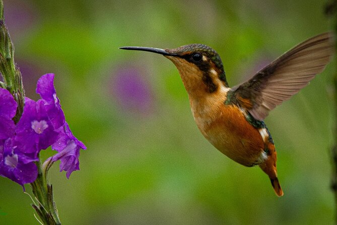 Birdwatching Day in Chingaza and Hummingbird Observatory - Itinerary and Scheduled Activities