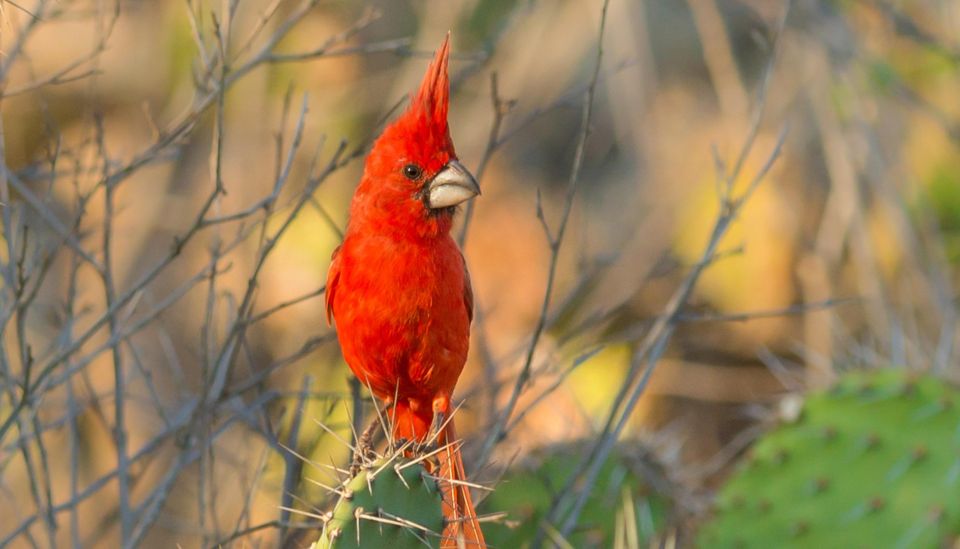 Birdwatching Holidays: 6 Day Sierra Nevada & La Guajira Tour - Itinerary Highlights