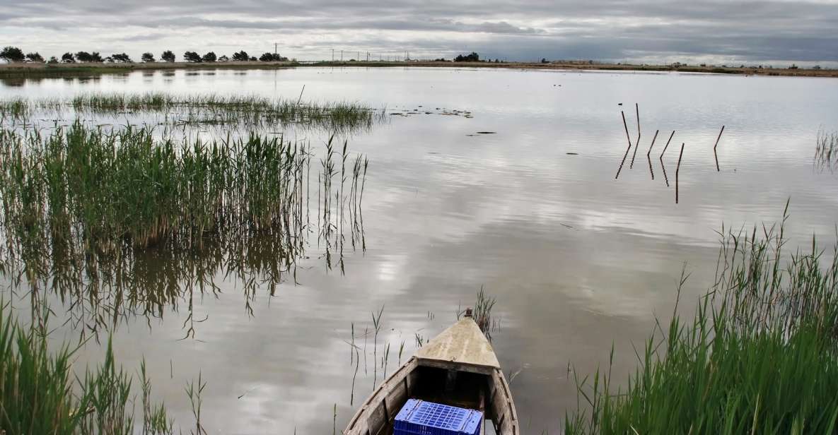 Birdwatching in the Ebro Delta - Activity Highlights