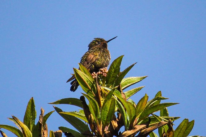 Birdwatching Tour in Cajas National Park From Cuenca - Cajas National Park Highlights