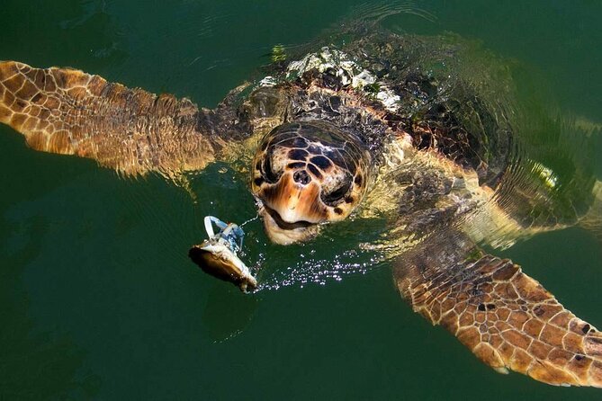 Bodrum Turtle Beach Tour With Mud Baths & King Tombs - River Cruise