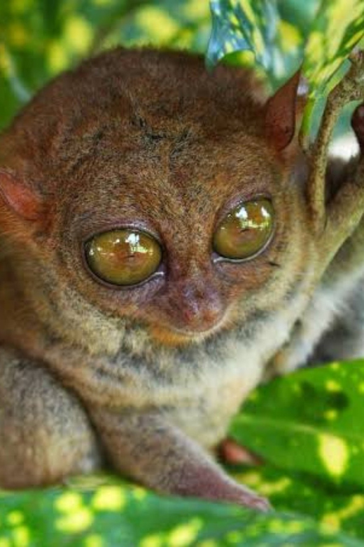 Bohol: Choco Tour With Loboc River Lunch Buffet (Private) - Scenic Cruise and Buffet