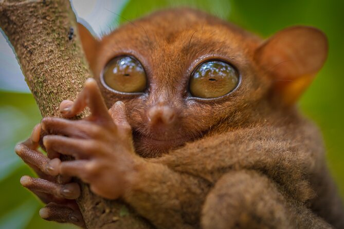 Bohol Countryside Tour: Chocolate Hills, Tarsier and Loboc River - Tarsier Conservation Experience