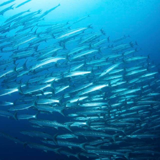 Bohol: Fun Dive Experience at Balicasag Island - Unsuitable Participants and Requirements