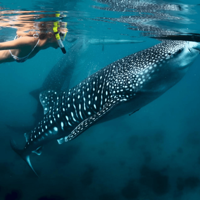 Bohol: Whaleshark + Choco Tour + Rio Verde Lunch Buffet - Experience Details