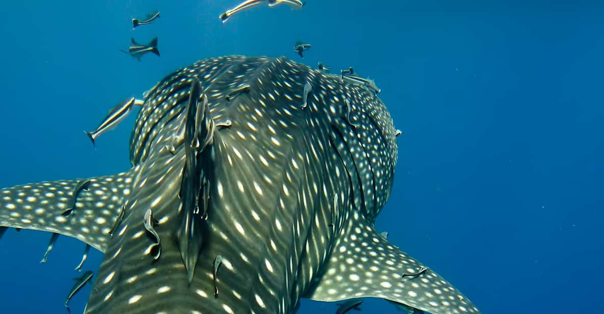 Bohol Whaleshark Experience - Transportation and Itinerary