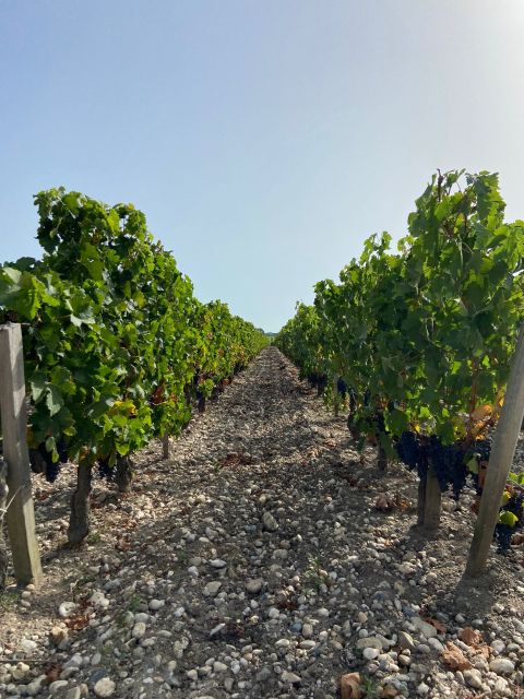 Bordeaux Margaux Wine Tour - Experience Highlights